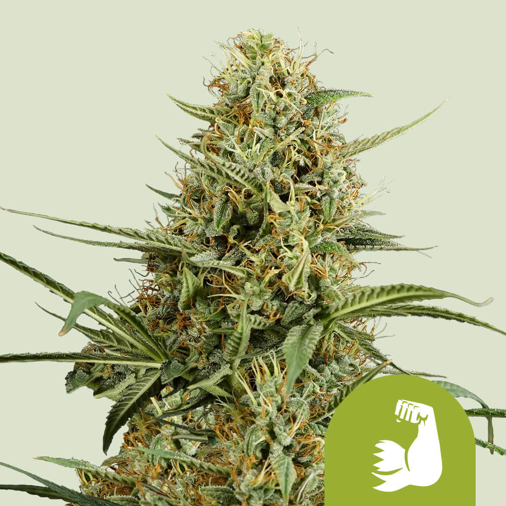 Семена Haze Auto Fem бертолетову соль где купить