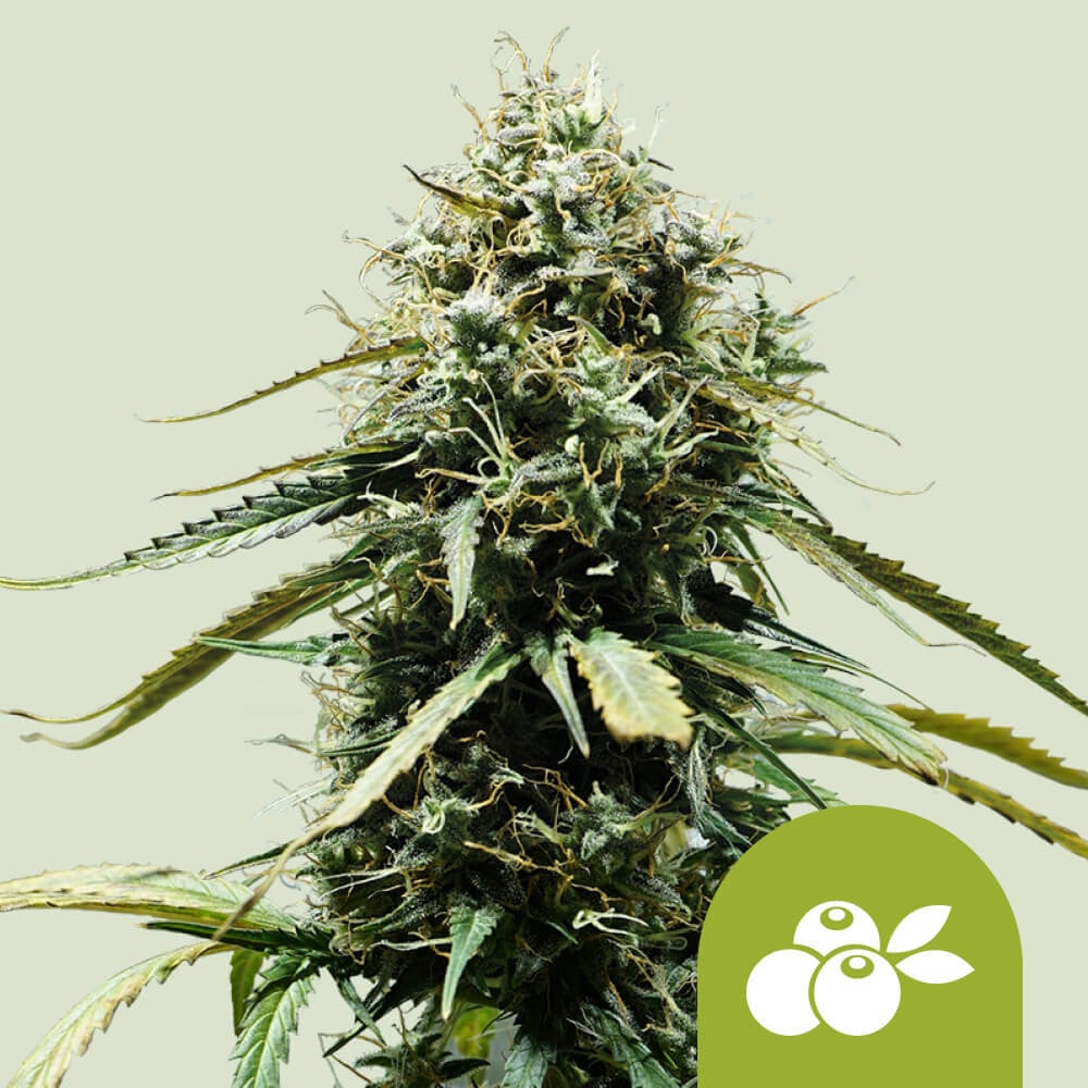 Buy Haze Berry Auto Cannabis Seeds Royal Queen Seeds