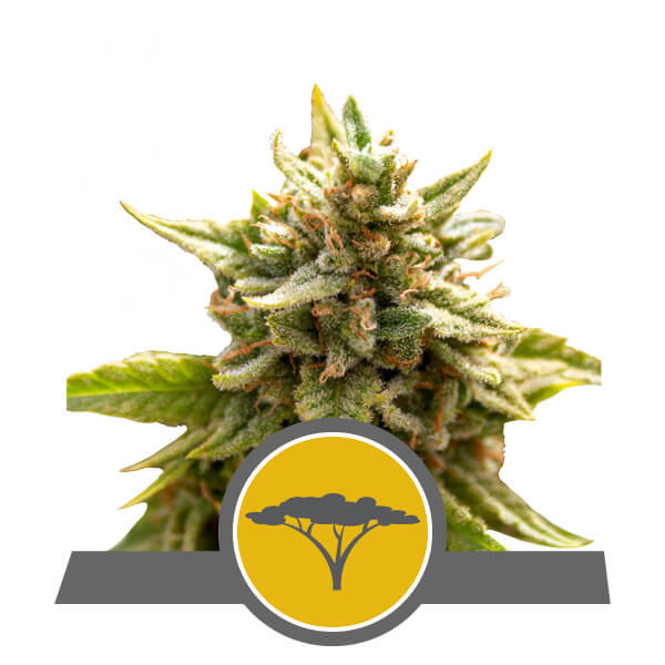 Night Queen Strain