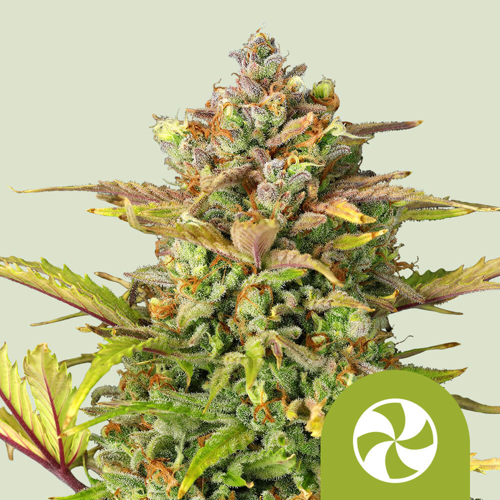 Buy Sweet ZZ Auto Cannabis Seeds - Royal Queen Seeds USA