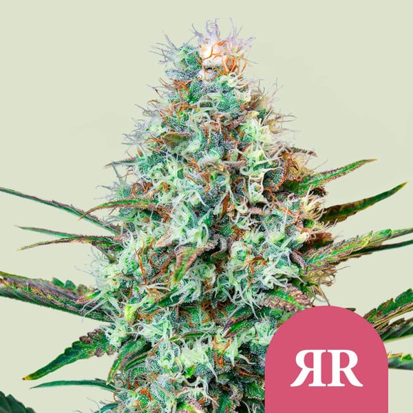 Exactly How To germinate Popular Runtz Seeds outdoor