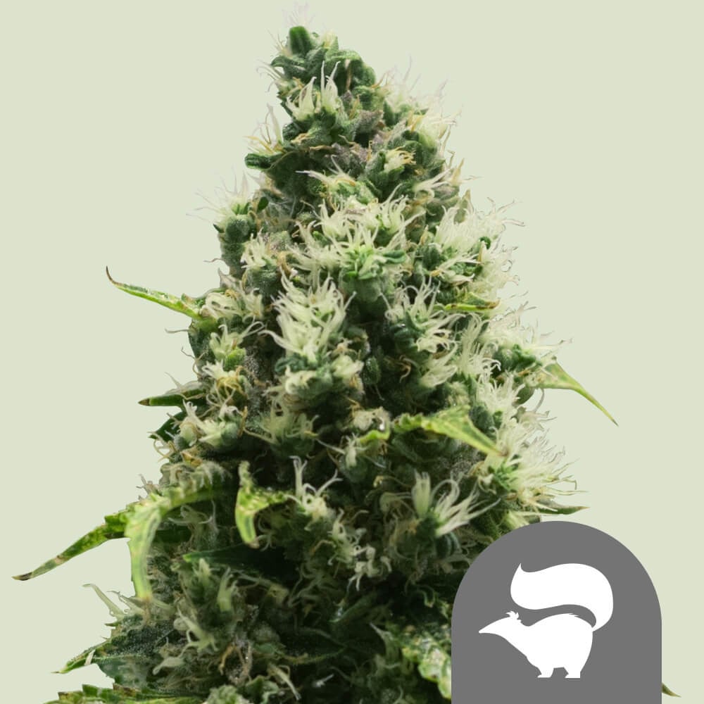 Buy Skunk XL Regular Marijuana Seeds - Royal Queen Seeds USA Buy Skunk XL Regular Marijuana Seeds - Royal Queen Seeds USA