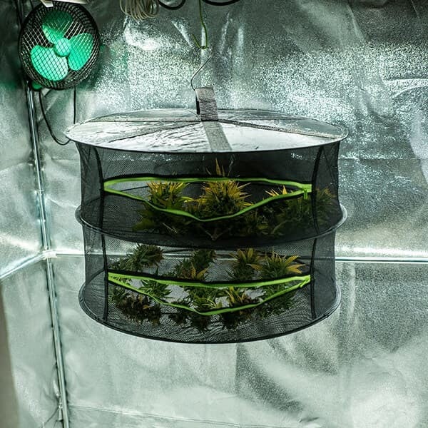 Herb Dryer - Royal Queen Seeds