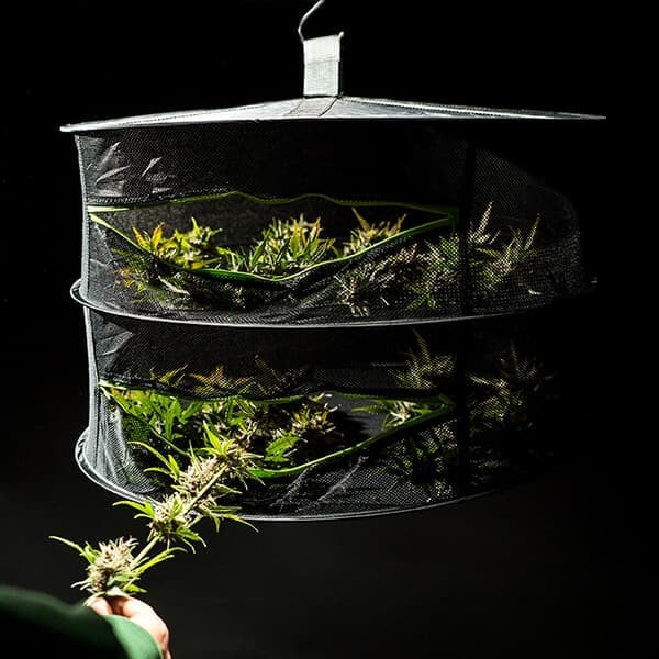 https://www.royalqueenseeds.com/550-3285-thickbox/rqs-herb-dryer.jpg