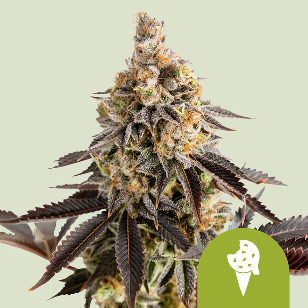 Buy Cookies Gelato Auto Cannabis Seeds Royal Queen Seeds UK