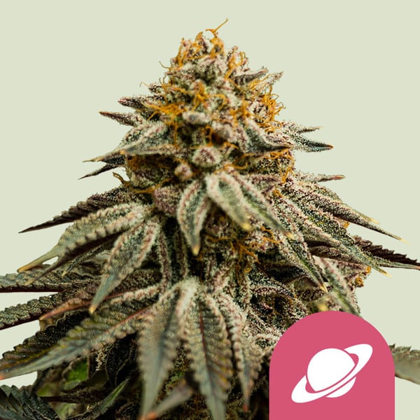 Starter Kit Feminized Graines de Cannabis - Royal Queen Seeds