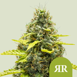 Royal Runtz Auto