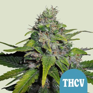 Um Guia Completo Sobre o Sistema Endocanabinoide - Royal Queen Seeds