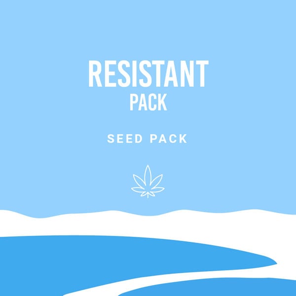 Filtres pour Joints Réutilisables Royal Queen Seeds – Pack de 10 - Royal  Queen Seeds