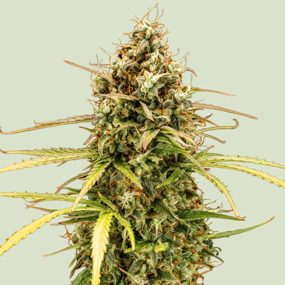 Buy Milky Way F1 Hybrid cannabis seeds - USA