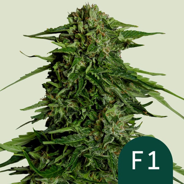 Epsilon F1 - F1 Hybrid Marijuana Seeds USA