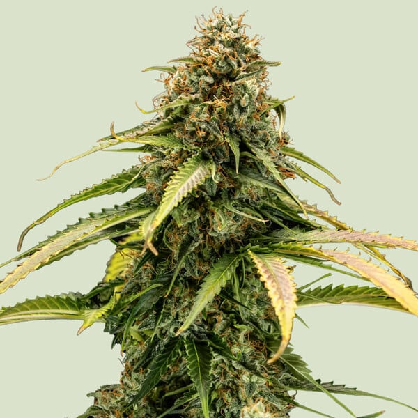 Epsilon F1 - F1 Hybrid Marijuana Seeds USA