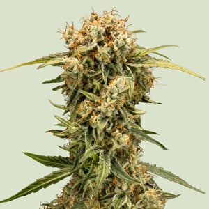 F1 Hybrid Marijuana Seeds - Royal Queen Seeds