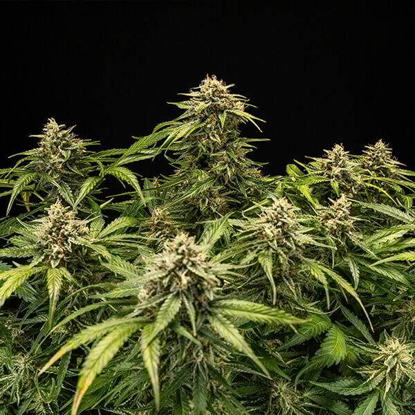 Medusa F1 - F1 Hybrid Marijuana Seeds USA