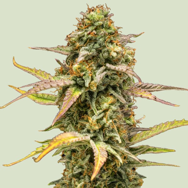 https://www.royalqueenseeds.com/622-3699-thickbox/hyperion-f1.jpg