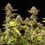 Apple Fritter Automatic