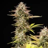 Apple Fritter Auto