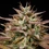 Apple Fritter Auto