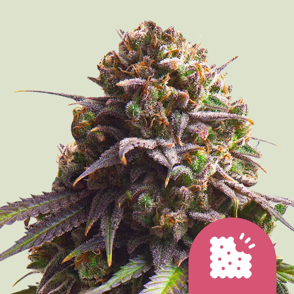 Buy Biscotti Feminized Cannabis Seeds Royal Queen Seeds USA