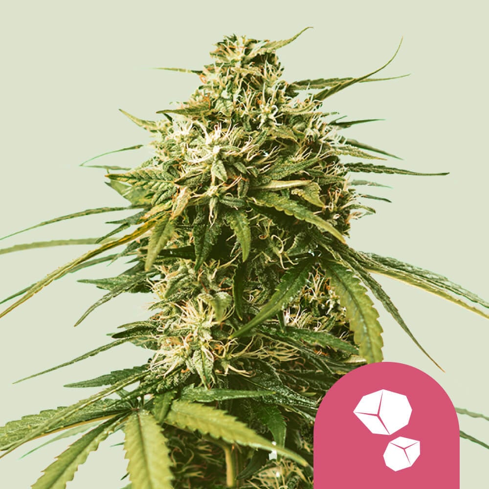 Buy Gushers Marijuana Cannabis Seeds Royal Queen Seeds USA