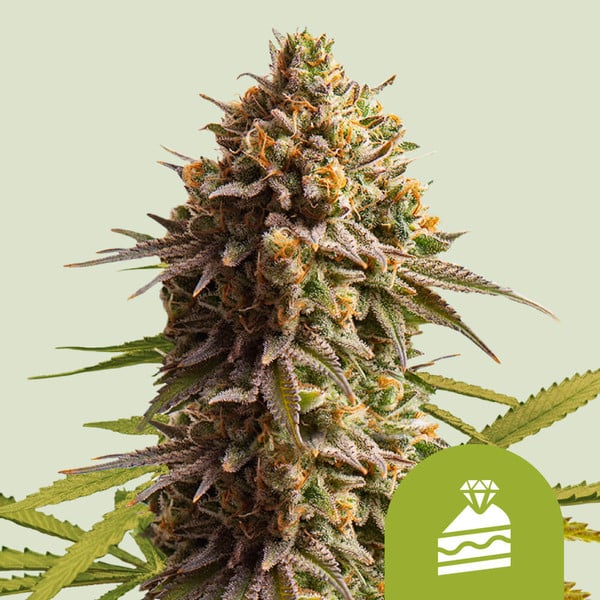 Guidelines To Help You Choose Cannabis Seeds - Royal Queen Seeds