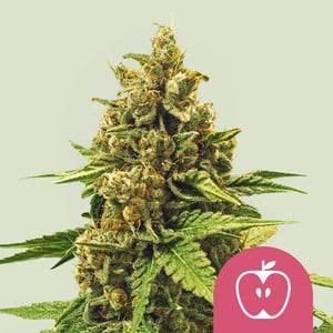 Guidelines To Help You Choose Cannabis Seeds - Royal Queen Seeds