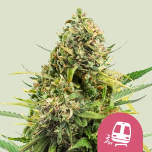 Feminized Cannabis Seeds - Royal Queen Seeds