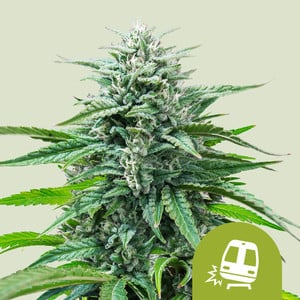 Radical Auto semillas autoflorecientes de Absolute Cannabis Seeds