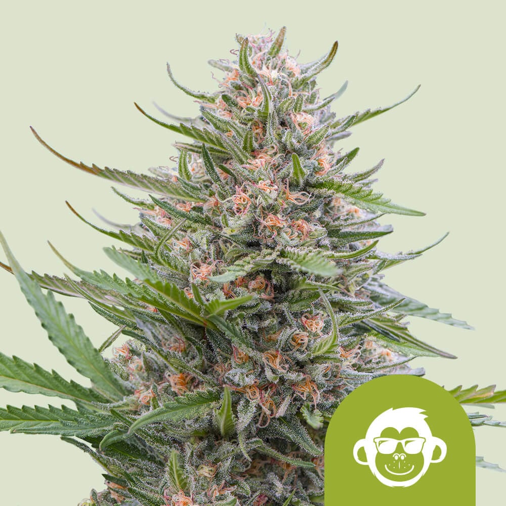 Get Grape Ape Auto Marijuana Seeds Royal Queen Seeds USA