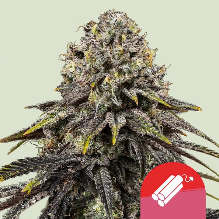 Buy Dynamite Diesel Feminized Seeds Royal Queen Seeds