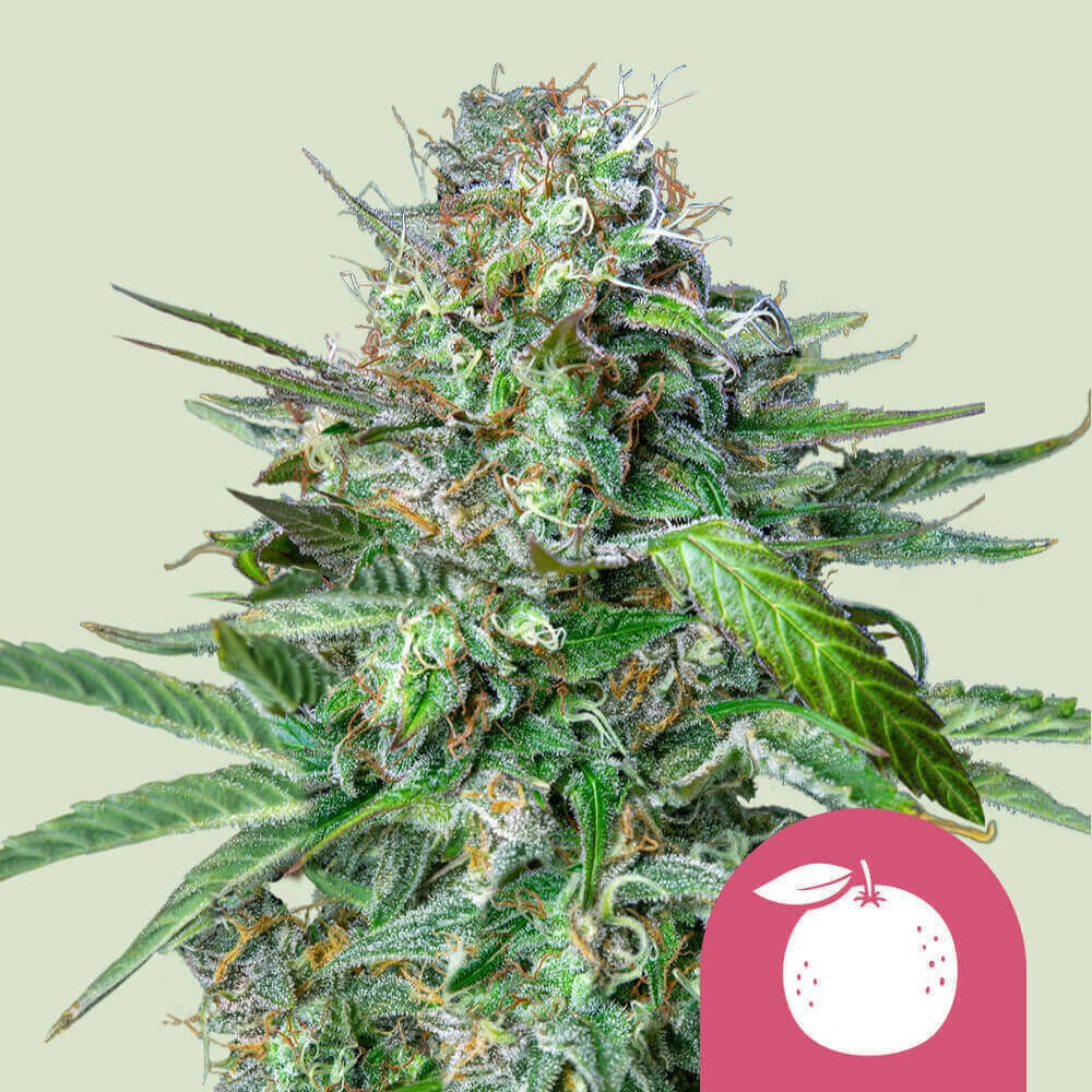 Buy Tangie Feminized Cannabis Seeds - Royal Queen Seeds