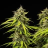 Tropicana Cookies Purple Auto
