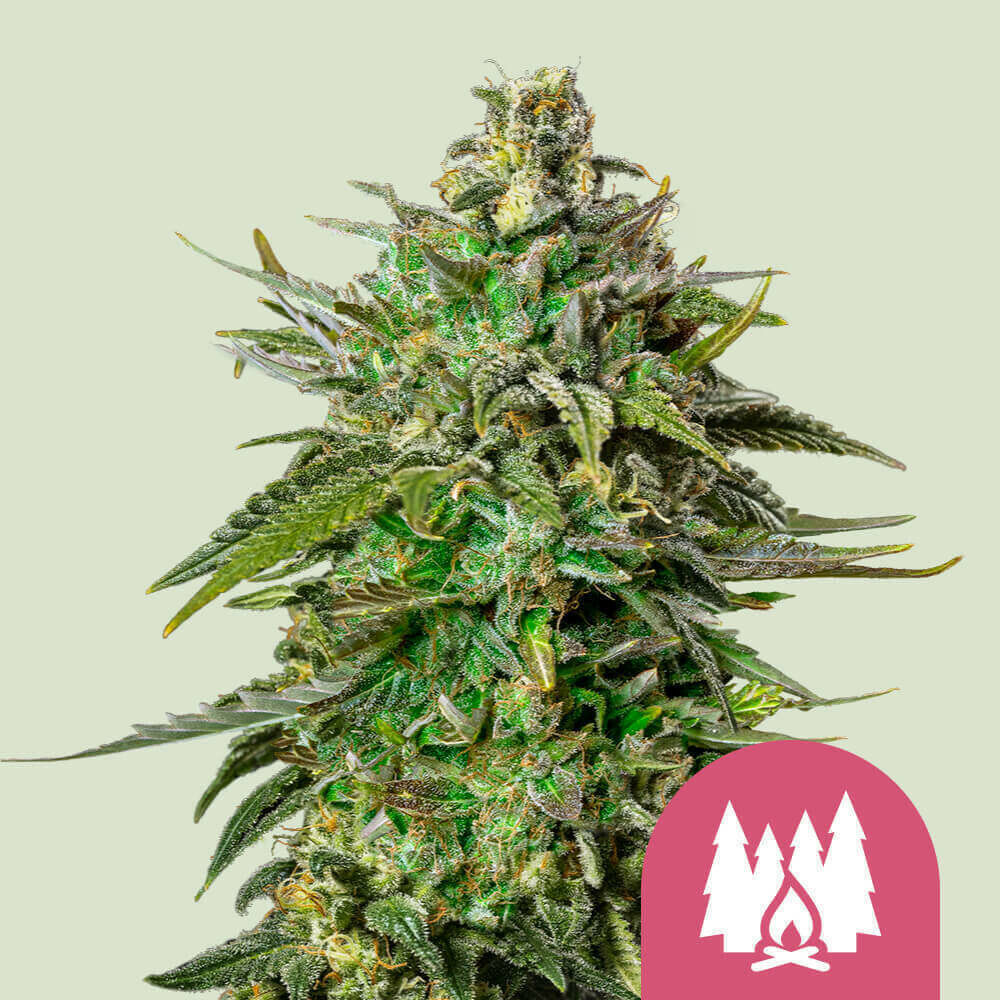 Buy Feminized Larry OG Cannabis Seeds - Royal Queen Seeds USA