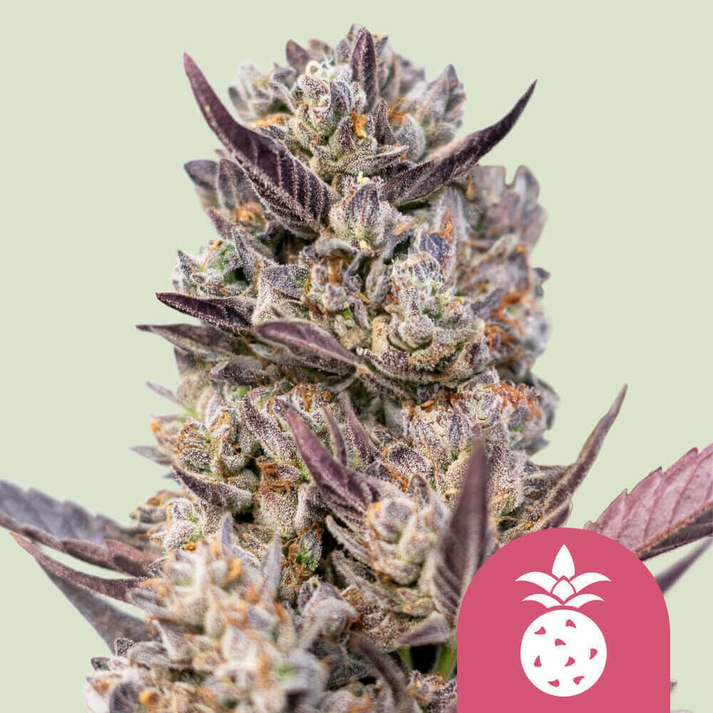 Buy Tropicana Cookies Purple Feminized Cannabis Seeds Royal