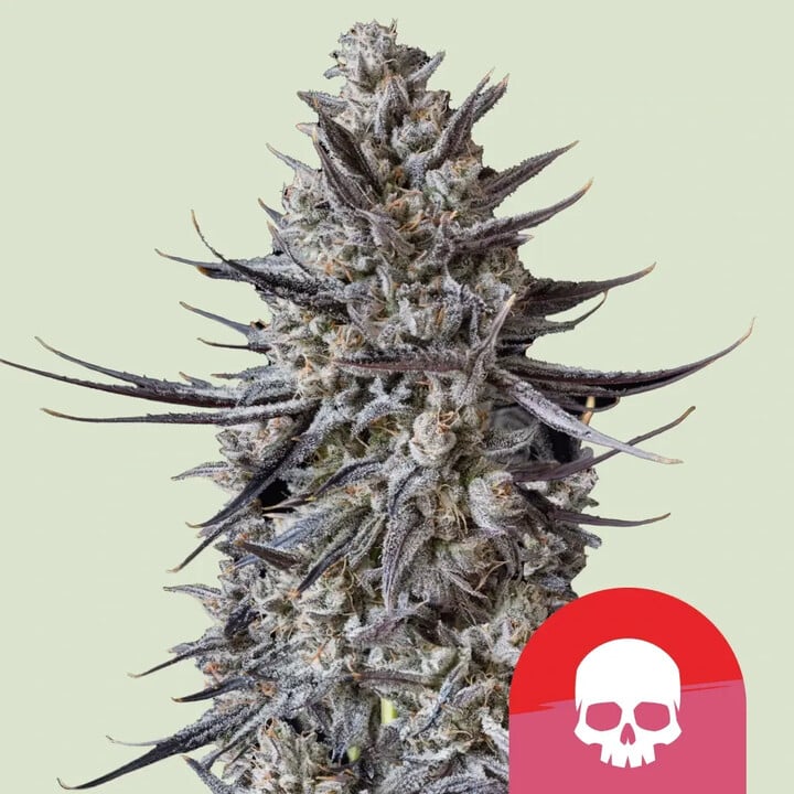 Buy The Jawbreaker Cannabis Seeds Limited Edition - Royal Queen