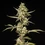 Sticky Queen Auto