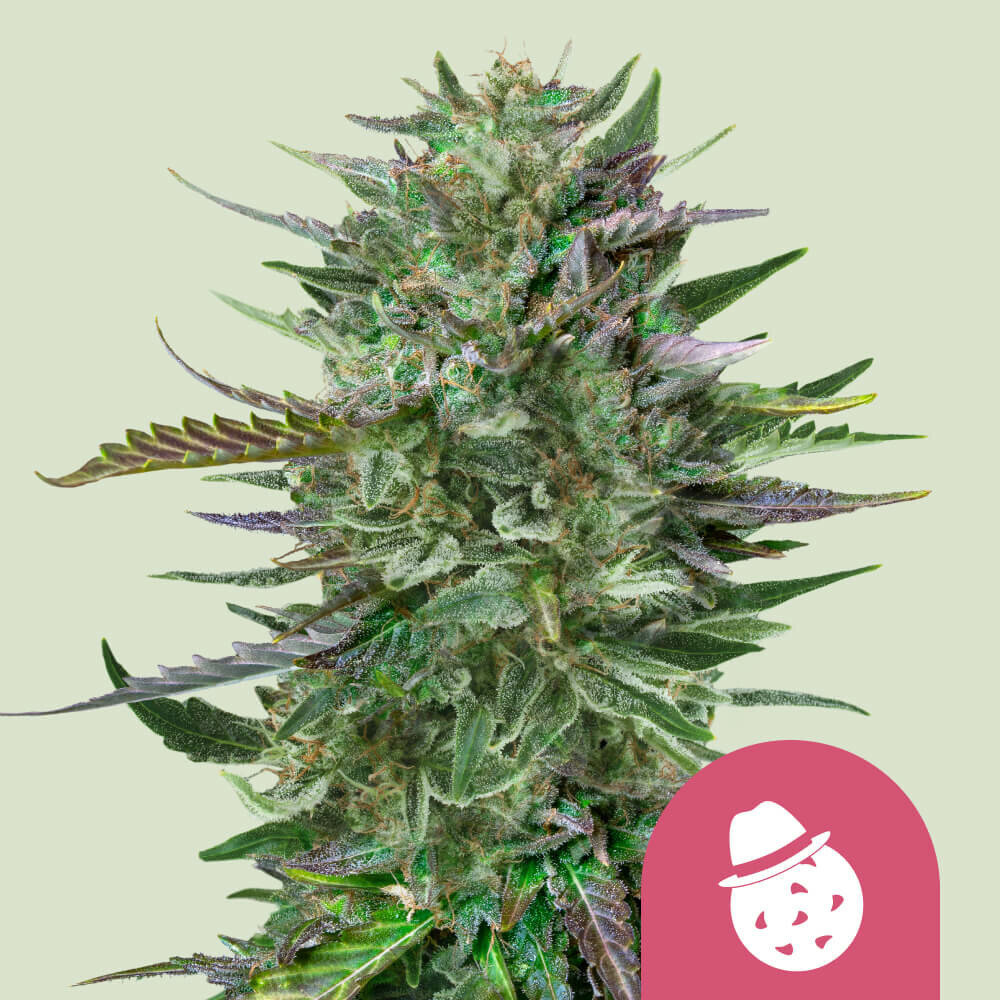 Get Do-Si-Dos Feminized Cannabis Seeds - Royal Queen Seeds USA