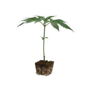 Tangie Clone