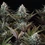 Astro Lemonade F1