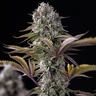 Astro Lemonade F1