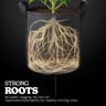 Grow Bag Pro