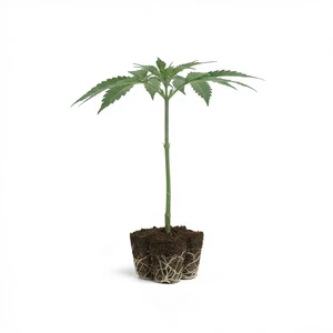 Sticky Queen Clones
