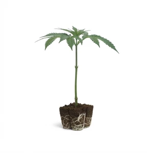 Triple G Clones
