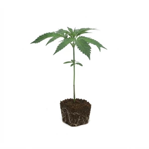 Larry OG Clones