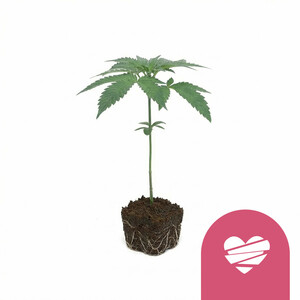 Wedding Crasher Clone