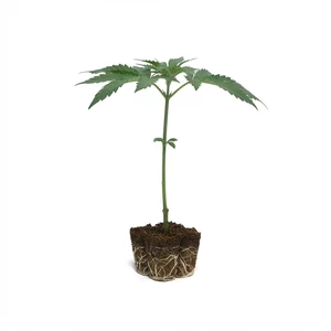 Royal Runtz Clones