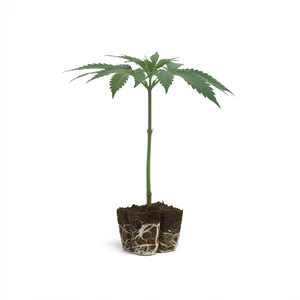 OG Kush Clones