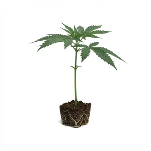 Apple Fritter Clones