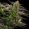 The 2019