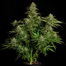 Quantum Terp F1